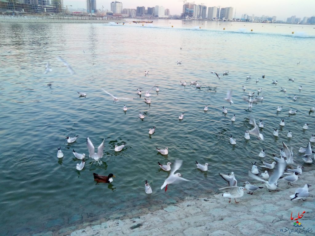 دریاچه خلیج فارس