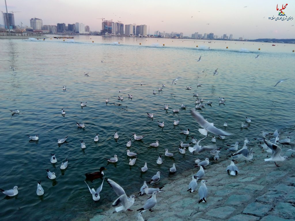 دریاچه چیتگر (خلیج فارس)